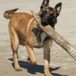 Malinois