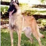 Malinois