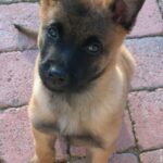 Malinois