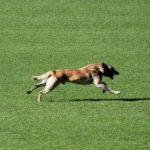 Malinois