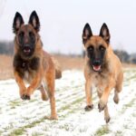 Malinois