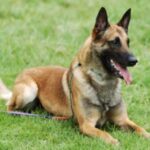 Malinois