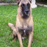 Malinois
