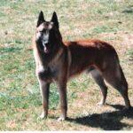 Malinois