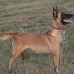Malinois