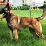 Malinois