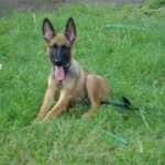 Malinois