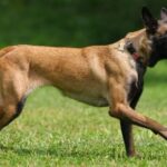 Malinois