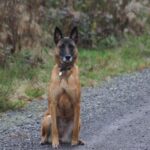 Malinois