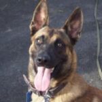 Malinois