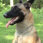 Malinois