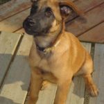 Malinois