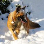 Malinois