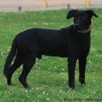Mallorcansk Gjeterhund