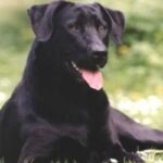 Mallorcansk Gjeterhund