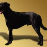 Mallorcansk Gjeterhund