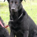Mallorcansk Gjeterhund
