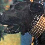 Mallorcansk Gjeterhund
