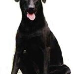 Mallorcansk Gjeterhund