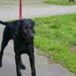 Mallorcansk Gjeterhund