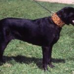 Mallorcansk Gjeterhund