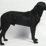 Mallorcansk Gjeterhund