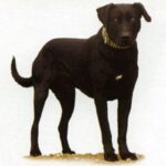 Mallorcansk Gjeterhund