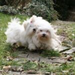 Malteser