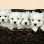 Malteser