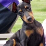 Manchester Terrier