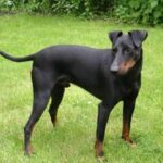 Manchester Terrier