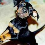 Manchester Terrier