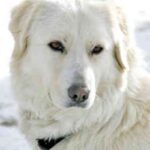 Maremma