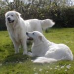 Maremma