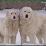 Maremma