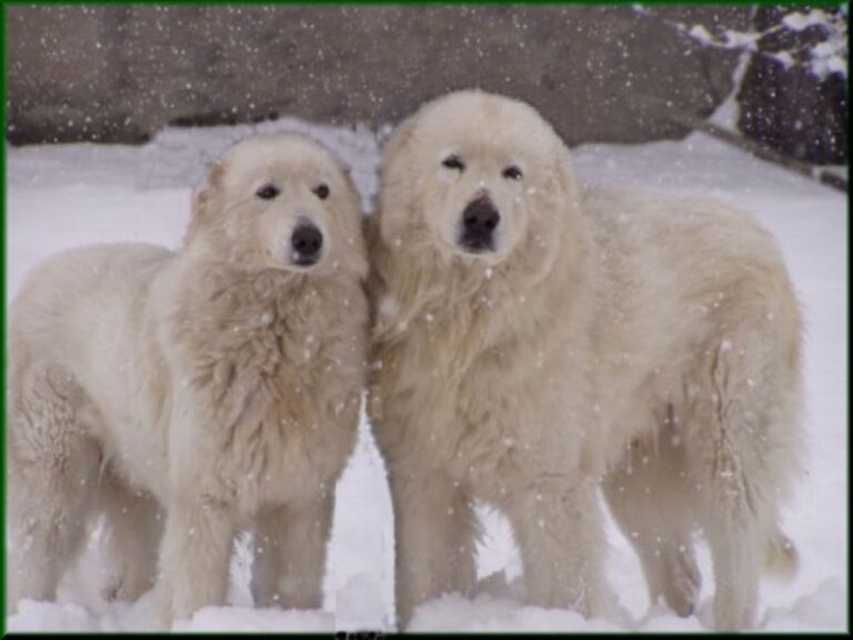 Maremma