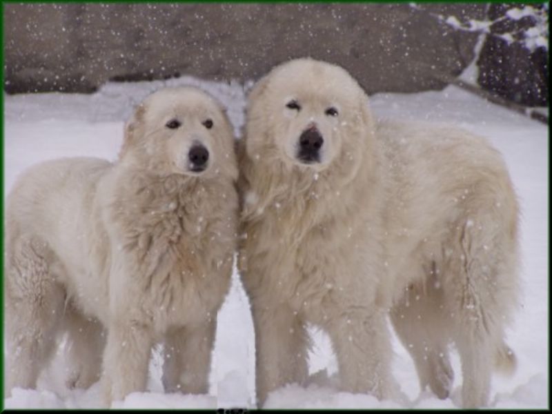 Maremma
