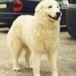 Maremma