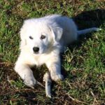 Maremma