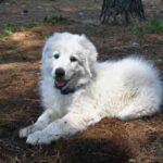 Maremma