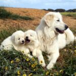 Maremma