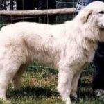 Maremma