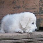Maremma