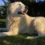 Maremma