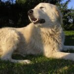Maremma