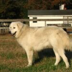Maremma