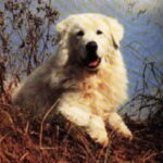 Maremma