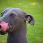 Mexikansk Nakenhund