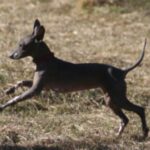 Mexikansk Nakenhund