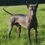 Mexikansk Nakenhund